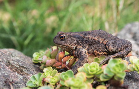 Toad sits on rocks which are overgrown with ground cover plants