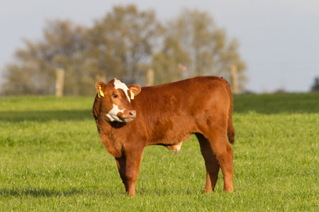Young cattle bull on pasture