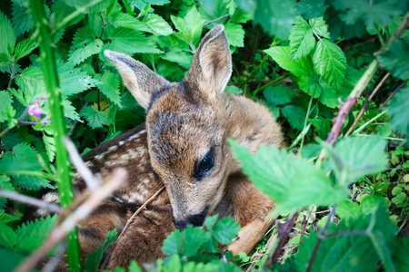 Defenceless fawn hides abandoned by its mother in dense undergrowth