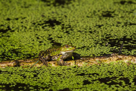 Pond frog sitting on dead birch branch which floats in the pond with duckweedの写真素材