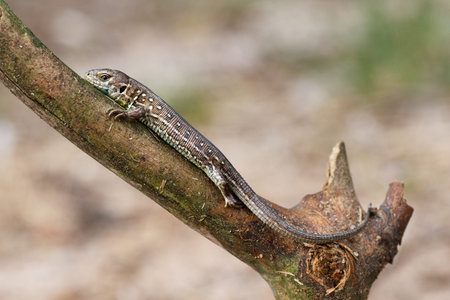 Sand lizard climbing a branch