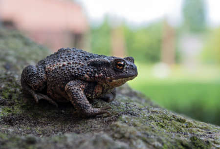 Toad in the garden on a rockの写真素材