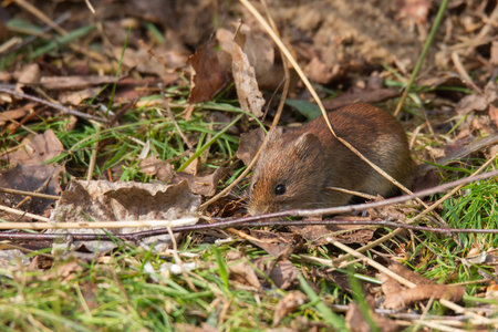 In autumn, the bank vole creeps across the forest floor