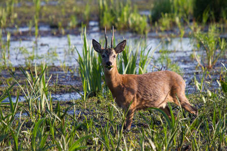 Roebuck feeding in the swampの写真素材