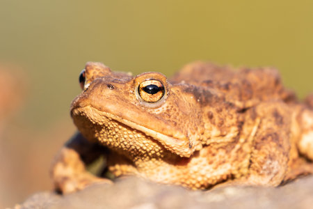Portrait of a resting toad in sunlight