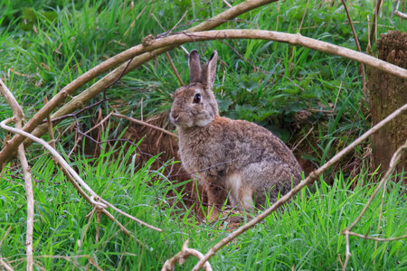 Wild rabbit before his burrow