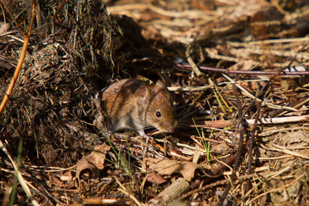 Bank vole leaves its cave in a forest