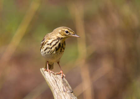 Tree pipit on a clearingの写真素材