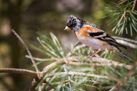 Mountain finch on a pine branch in the forestの写真素材