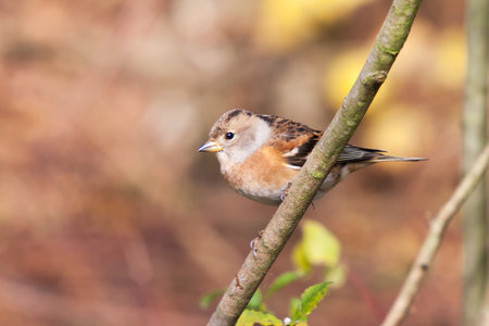Mountain finch sitting on the edge of a forest