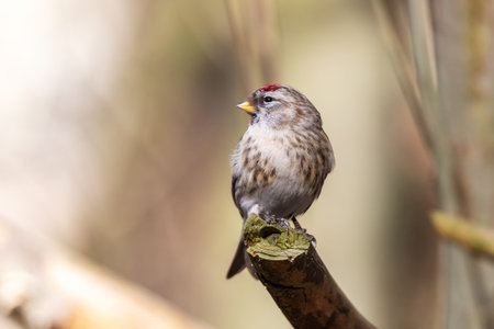 Siskin sitting on a branch at the edge of a forest pond