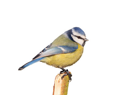 Blue tit sitting on a branch against a white background.の写真素材