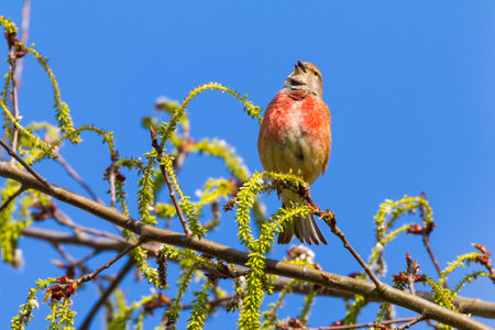 Linnet sings in a flowering willowの写真素材