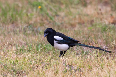 Magpie looking for insects in a meadowの写真素材
