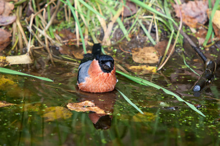 Male bullfinch in autumnal nature pondの写真素材