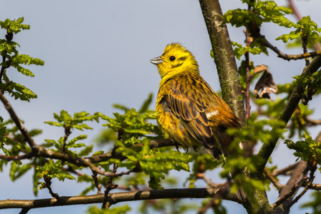 Yellowhammer on young oak in springの写真素材