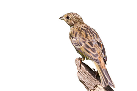 Yellowhammer on branch, cropped against white background