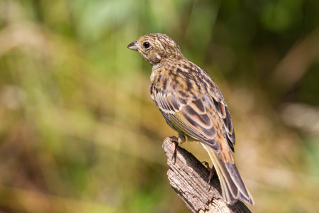 Yellowhammer sitting on branch at clearing in forest