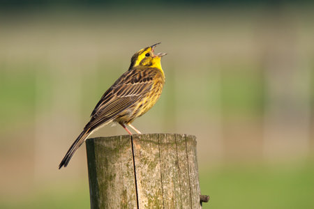 Yellowhammer sits singing on wooden fence postの写真素材