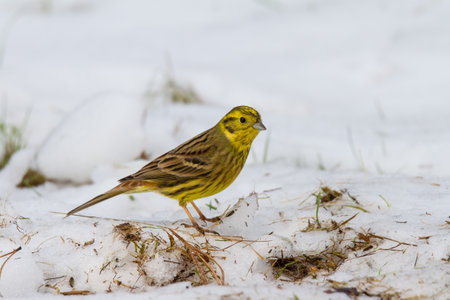 Yellowhammer sitting in snowの写真素材