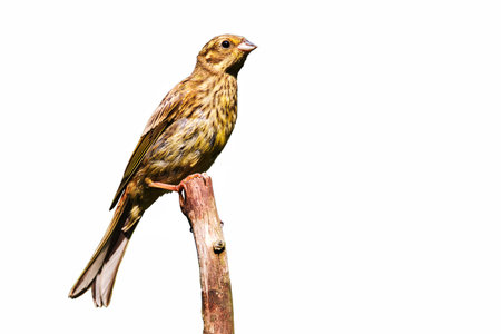 Yellowhammer isolated on a branch against white backgroundの写真素材