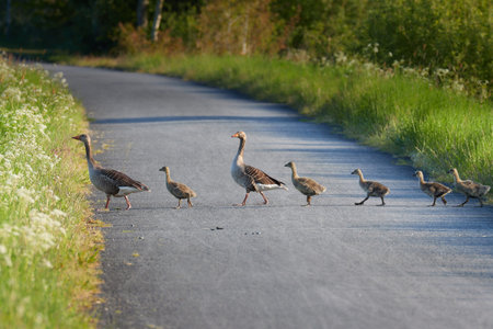 A family of gray geese crosses a bicycle path that leads through a nature reserve