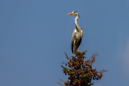 Gray heron standing on the top of a fir treeの写真素材