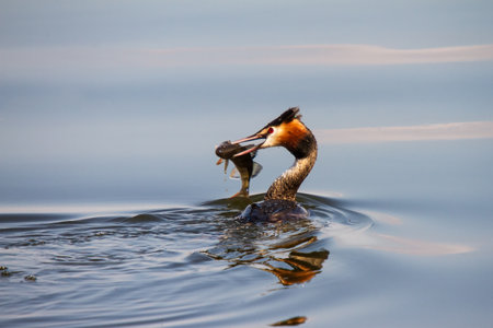 Great crested grebe with caught fish on inland lakeの写真素材