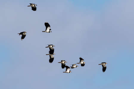 A flock of lapwings flying in winter against clear blue skyの写真素材