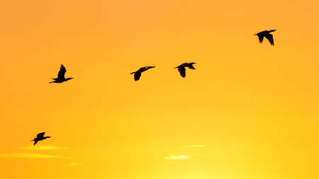 Cormorants flying in morning backlight against orange skyの写真素材