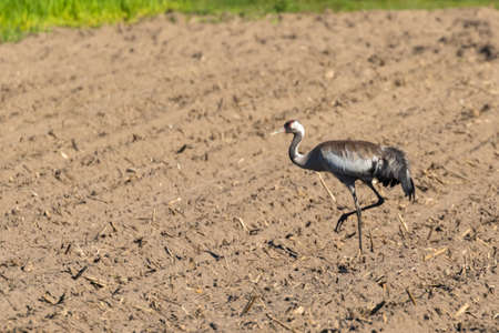 Crane strides to forage in plowed corn fieldの写真素材