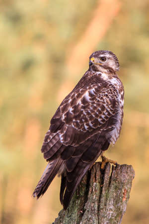 Buzzard sitting sublimely on sawed off oak trunk in forestの写真素材