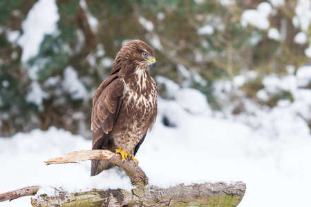 Buzzard spies for prey in cold winterの写真素材
