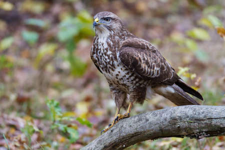 Buzzard on a branch of a forest clearing in winterの写真素材