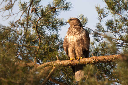 Buzzard in high pine tree on branch spies for preyの写真素材