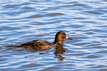 The female of the endangered Ferruginous Duck on an inland lake in northern Germanyの写真素材
