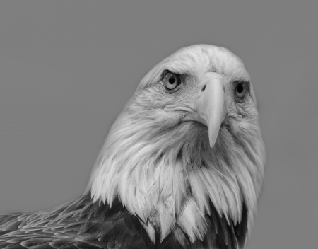 An American Bald Eagle stands vigil.の写真素材