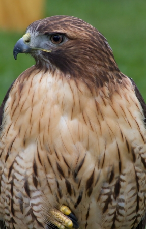 A Red Tailed Hawk scans the horizon.の写真素材