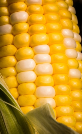 Selective Focus Image Of Fresh Juicy Variegated Yellow Sweetcornの写真素材