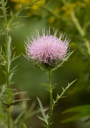 Milk Thistle with its sharp leaves keeps feeding animals away.の写真素材