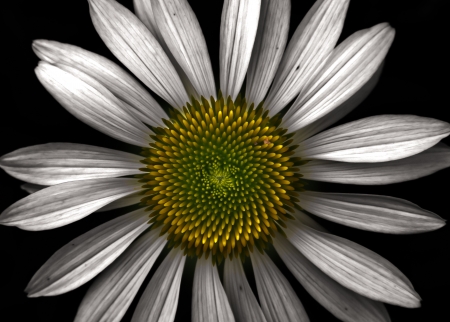 A white daisy speaks of balance and symmetry.の写真素材