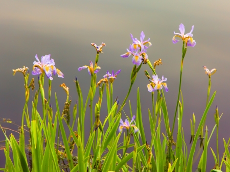 A Pastel Wild Iris in full Spring-time bloom の写真素材