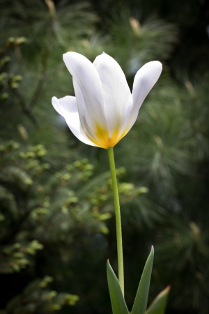 A single white Tulip backlit by the sun の写真素材
