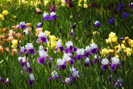 A field of purple, white, yellow, blue and Irisの写真素材