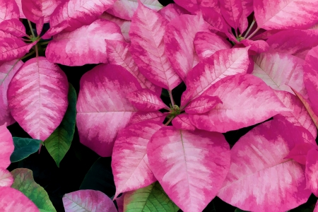 Up close with a Christmas Pointsettiaの写真素材