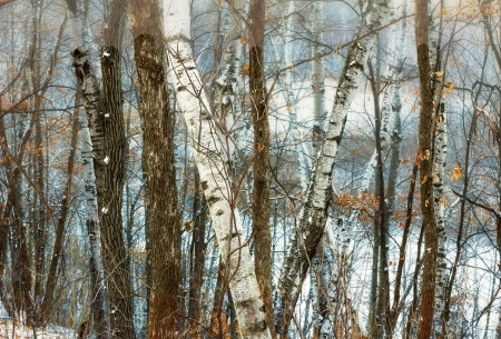 A Foggy Winter's Day in the Minnesota Forestの写真素材