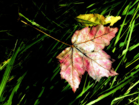 Variegated Fallen Crimson Maple Leaf in Autumn