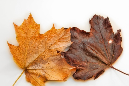 Yellow and Brown Maple Leaves Isolated on Whiteの写真素材