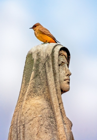 Bird, Perched on Headstone at Angules Rosedale Cemeteryの写真素材