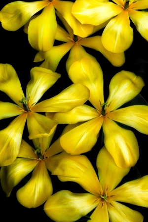 Unique Yellow Pond Lilies on Dark Water の写真素材